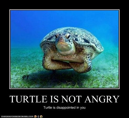 funny_pictures_turtle_is_disappointed.jpg